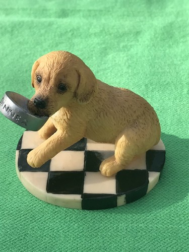 Labrador retriever pup - labrador/retriever,