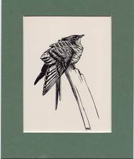 Peter Scott  ~ CUCKCOO ~ Black and White print ~ Original 1936