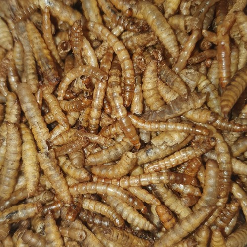 Dried calciworms mealworms - dried, &