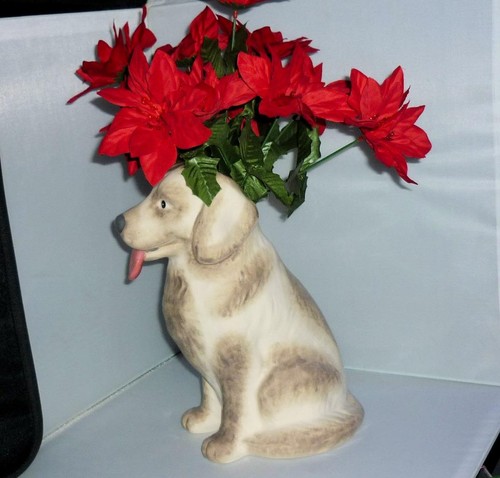 Unusual cute labrador - cute,