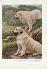PYRENEAN MOUNTAIN DOG OLD 1958 DOG ART PRINT by Artist EDWARD HERBERT MINER