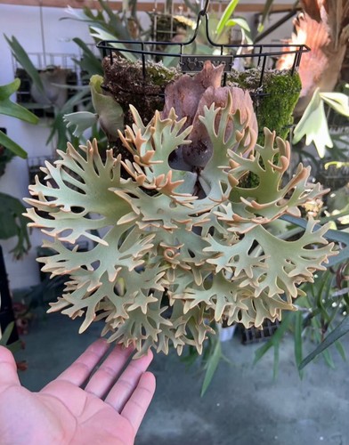 Platycerium willinckii omg - willinckii,