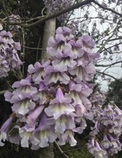 Paulownia tomentosa – 100