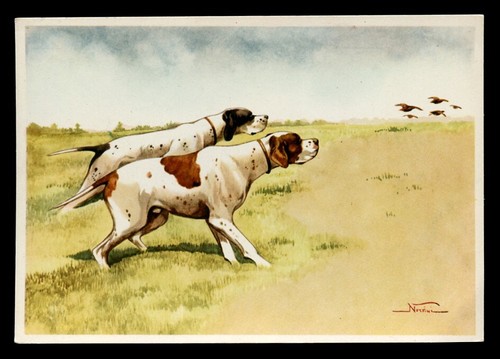 Pointer english brace - pointer,