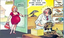 POSTCARD BAMFORTH COMIC #546 Taxidermist.  Stuffed Birds.  Pregnant lady