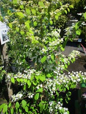 3.5ft-4ft inc. pot Japanese
