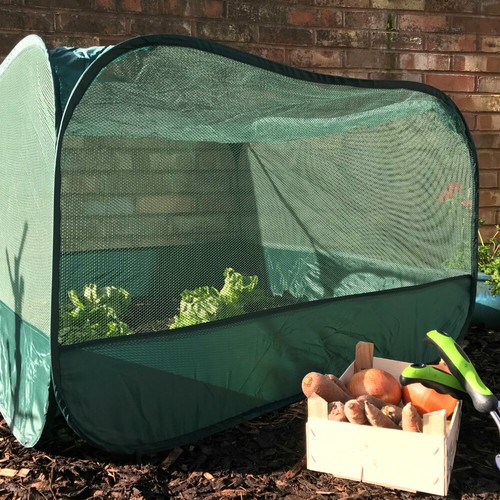 65m garden plant - h,