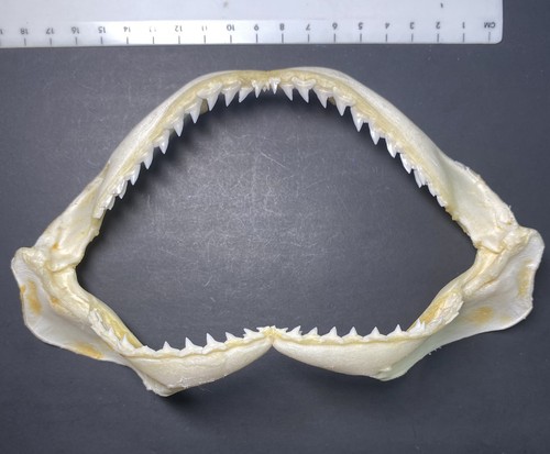 Shark jaw requiem - jaw, spot-tail