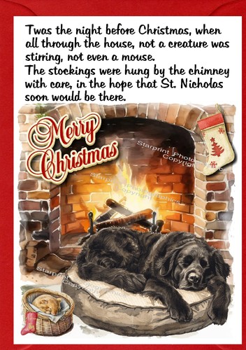Newfoundland dog christmas - dog,