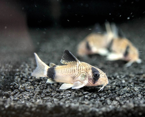 Panda corydoras freshwater - panda,