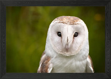 Barn Owl Framed Wall Art