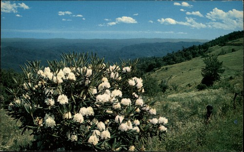 White rhododendron maximum - rhododendron,
