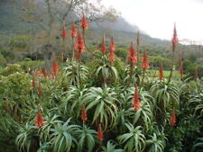 Aloe arborescens Candelabra/Tree Aloe 9cm Pot Indoors/Outdoors for summer