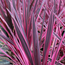 Cordyline australis 'Pink
