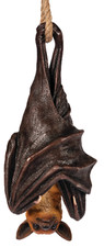 Vampire Bat Ornament Resin