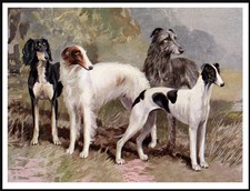 SALUKI GREYHOUND BORZOI &