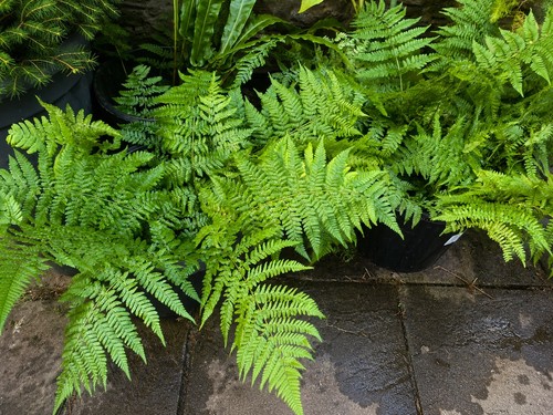 Healthy woodland fern plants - 6,