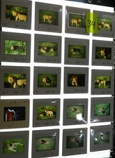 Lot 34 - 20 Photographic