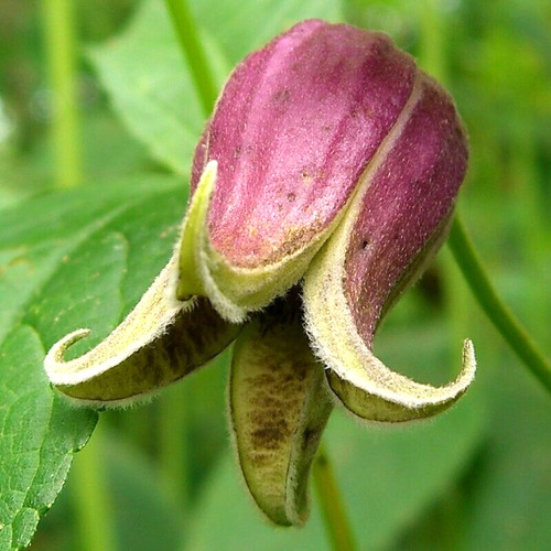 Vasevine clematis seeds - 15,
