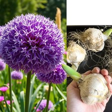 Giant allium 25cm bulb - giant,