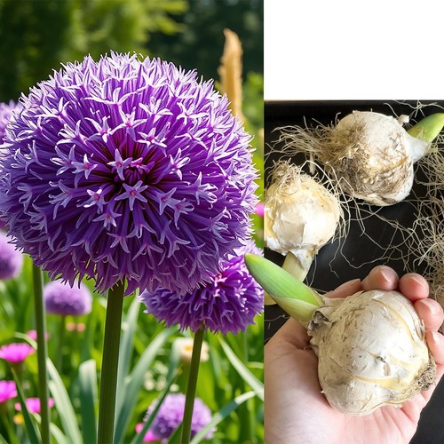 Giant allium 25cm - giant,