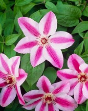 Clematis Hybrid 'Darius' X3