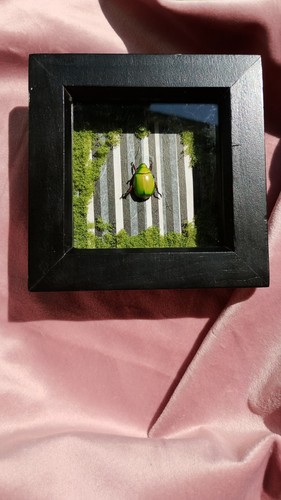 Mounted green scarab beetle - mounted,