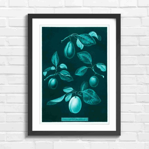 Botanical vintage plum - vintage, fruit
