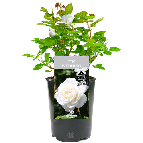 Tin wedding rose 10th - tin,