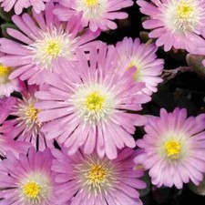Delosperma Jewel of Desert 'Rose Quartz' Pink Ice Plant X 5 Plug Plants