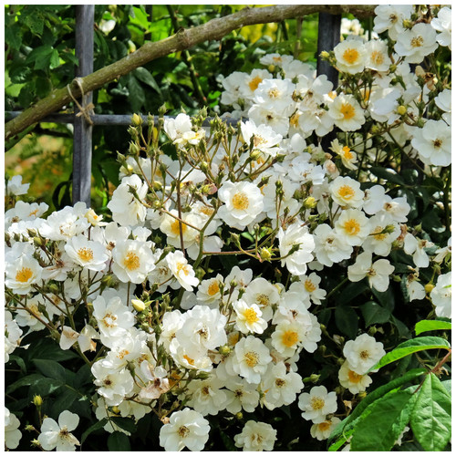Rambling rector - rector',
