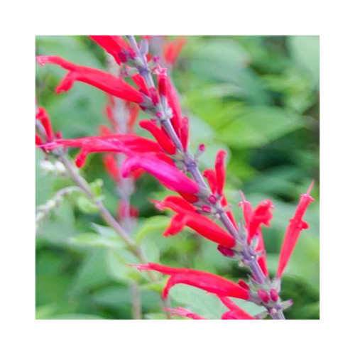 Healing herb plant - plant, |varieties