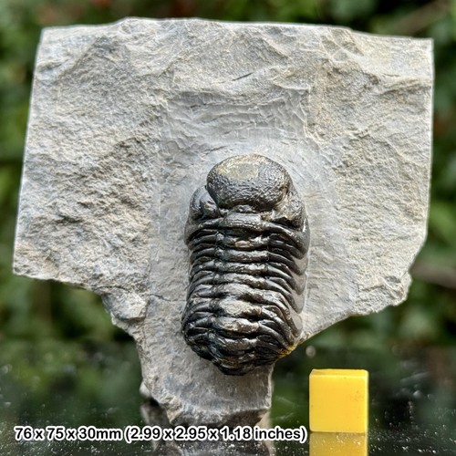 Phacops grade fossil - phacops,
