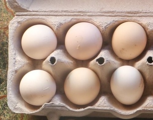 Fertilized silkie chicken - fertilized,