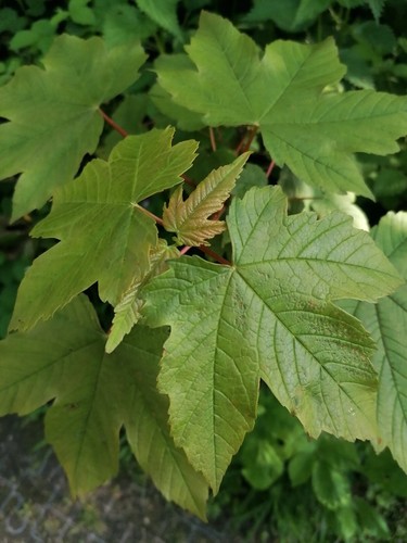Bare root young sycamore - 6,