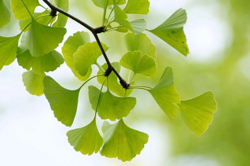 Ginkgo tree - tree, 12-24"