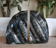 Heavy black marble orthoceras