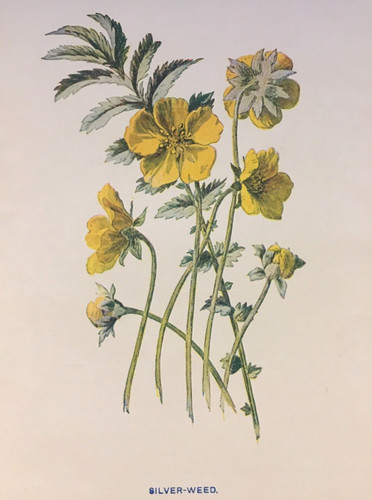 Antique print silverweed - antique,