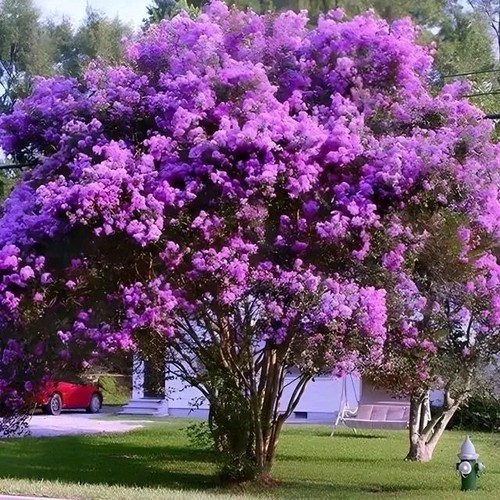 Purple crape myrtle tree - crape,