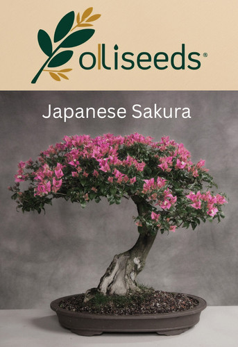 Japanese sakura cherry blossom - japanese,