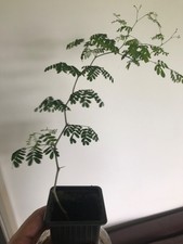 Brazilian Rain Tree (rooted cutting) pithecellobium tortum