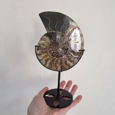 Large ammonite fossil - fossil, with