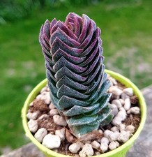 Crassula Buddha's Temple easy-care succulent plant in pot