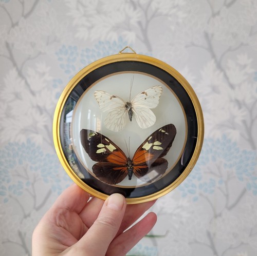 Taxidermy tiger longwing - taxidermy ,