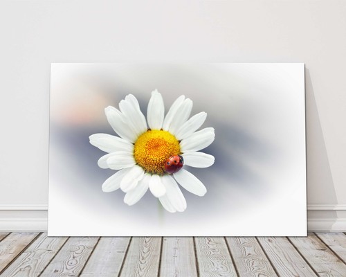 Daisy flower with - , red