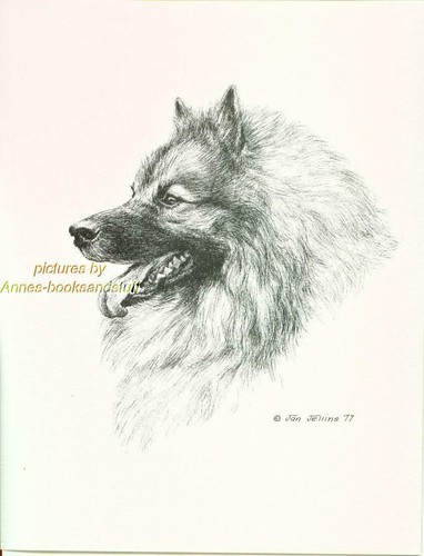 171 keeshond portrait dog art - #171,