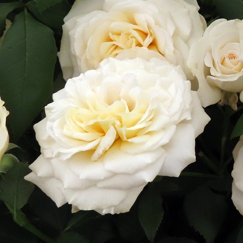 Rose rebecca - rose, 'rebecca's