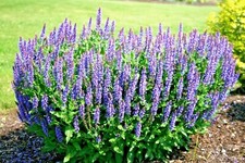 301+BLUE SAGE Flower Seeds