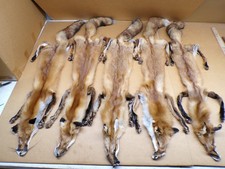 Tanned Red Fox Hides with 4