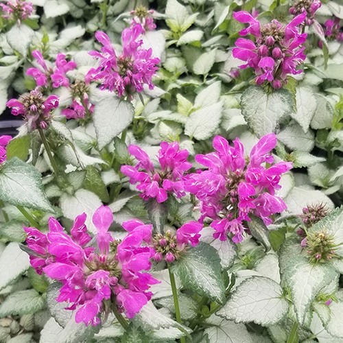 Lamium sterling silver dead - lamium,